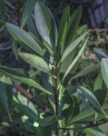 Loblolly Bay Stalk