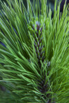 Loblolly Pine Leaves