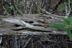 Log at West Lake