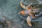 Loggerhead at Surface