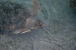 Loggerhead from Above