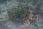 Loggerhead on Bottom