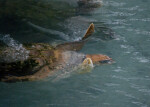 Loggerhead Swimming at Surface