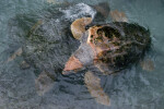 Loggerhead Swimming