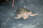 Loggerhead Under Branch