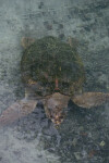 Loggerhead Underwater