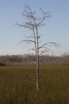 Lone, Bare Dwarf Bald Cypress Tree in Field of Grass
