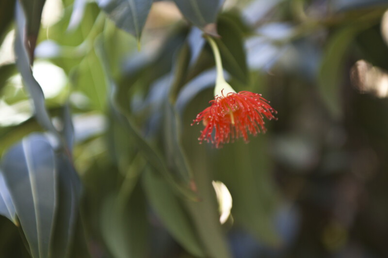 Lone Flower of a Red Flowering Gum Tree