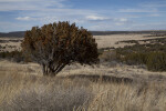 Lone Juniper