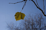 Lone Leaf