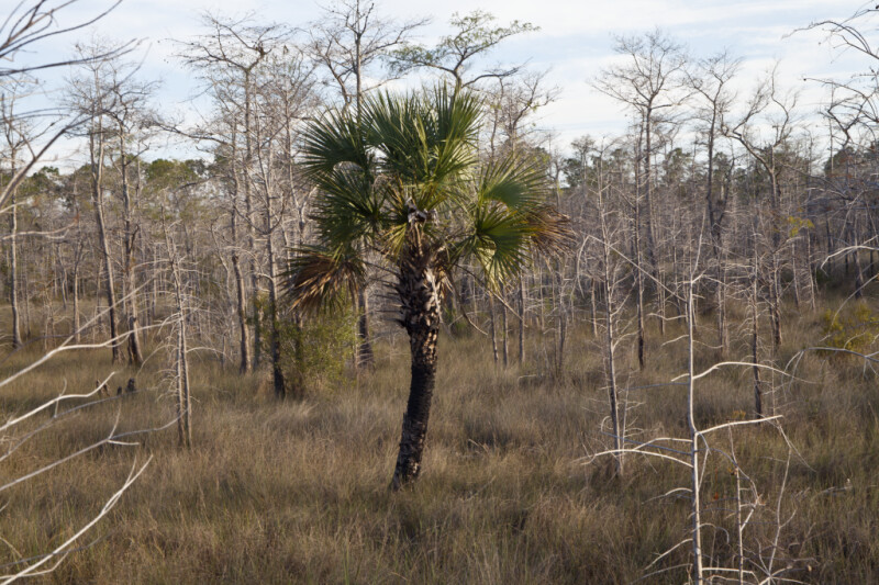 Lone Palm Tree Amongst Many Dwarf Bald Cypresses