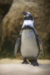 Lone Penguin