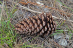 Lone Pine Cone at Long Pine Key of Everglades National Park