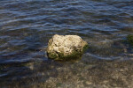 Lone Rock in Water with Algae Growing on its Underside