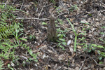 Lone Tree Knee