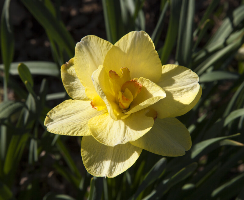 Lone Yellow Double Daffodil with Many Petals
