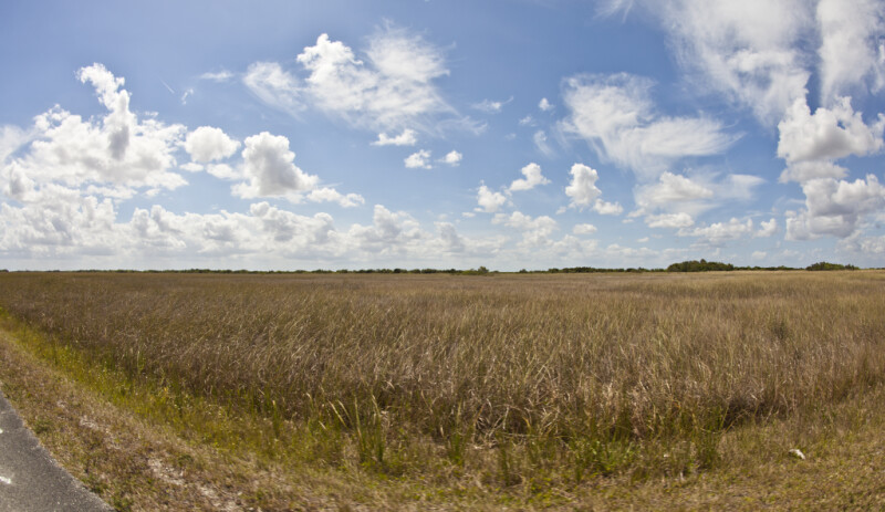 Long Field of Sawgrass