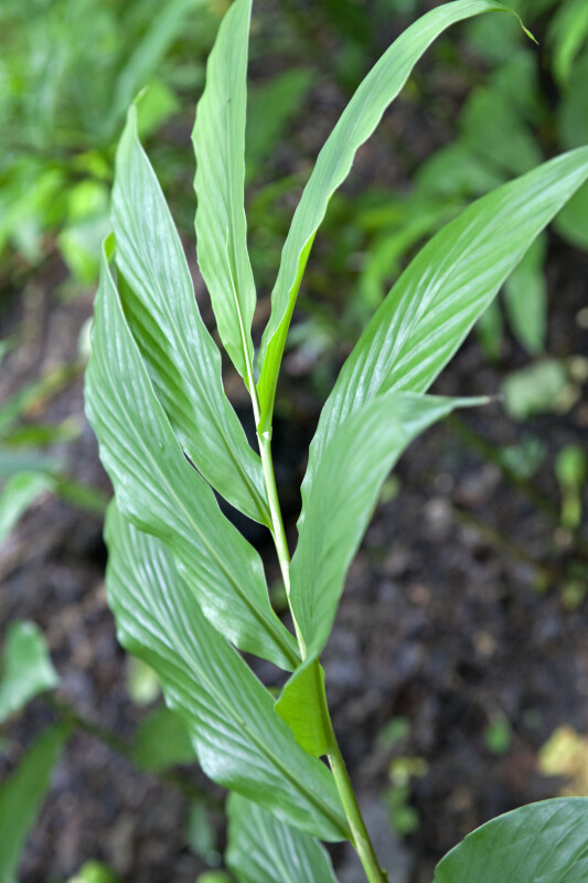 Long, Green Hedychium x White Starburst Leaves