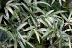 Long, Green Silver Peacock Ginger Leaves with White Stripes