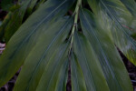 Long Leaves