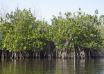 Long Mangrove Roots Submerged in Water at Halfway Creek in Everglades National Park