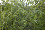 Long, Narrow Coastal Plain Willow Leaves