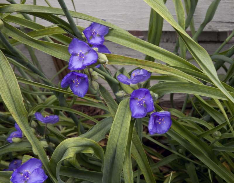 Long, Narrow, Green Leaves and Purple Flowers of a Spiderwort