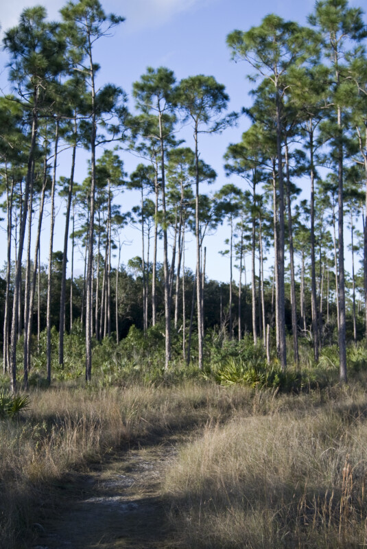 Long Pine Trail
