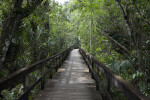 Long Section of the Big Cypress Bend Boardwalk