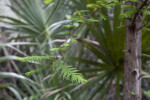 Long, Skinny Branch of Bald Cypress Tree