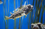 Long-Spine Pocupinefish Swimming in Tank