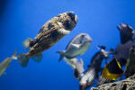 Long-Spine Porcupinefish Swimming Amongst Other Fish