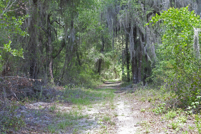 Long Trail Leading Through Many Trees at Chinsegut Wildlife and Environmental Area