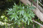 Longan Tree Clustered Leaves