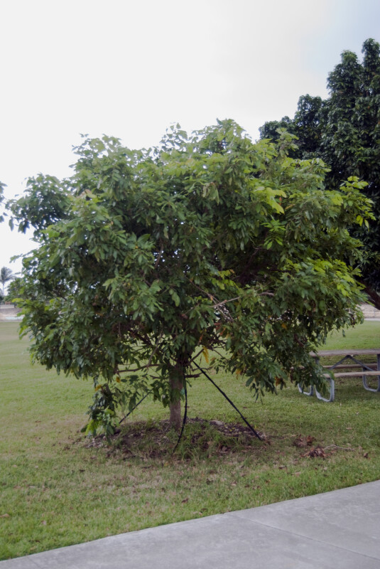 Longan Tree