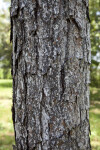 Longleaf Pine Bark