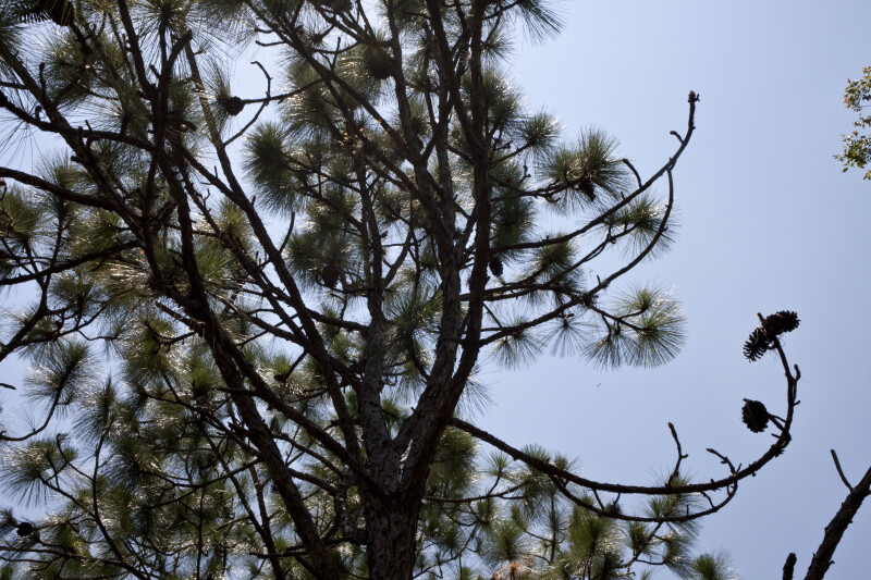 Longleaf Pine Branches