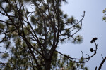 Longleaf Pine Branches