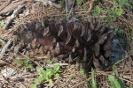 Longleaf Pine Cone