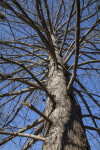 Looking up at Bald Cypress Branches