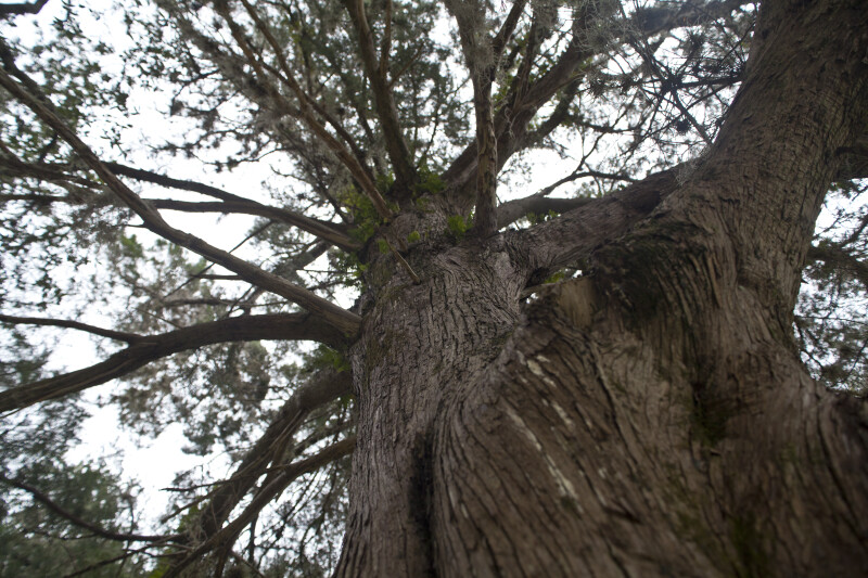 Looking Upward at Branches of Tree