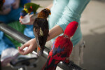 Lorikeet Feeding Time