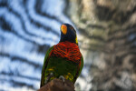 Lorikeet from Below