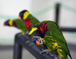 Lorikeet Grooming Foot