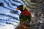 Lorikeet Looking Left