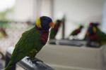 Lorikeet on a Rail