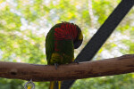 Lorikeet on Branch Grooming Itself