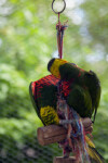 Lorikeets at Play