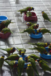 Lorikeets at Their Bowls