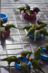 Lorikeets Eating